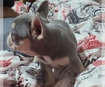 Small #2 French Bulldog