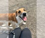 Small #2 Mutt