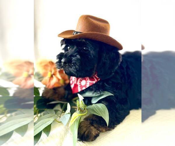 Medium Photo #14 Schnoodle (Miniature) Puppy For Sale in SYLVANIA, GA, USA