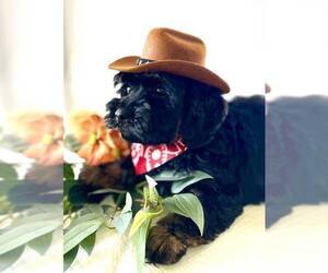 Medium Schnoodle (Miniature)