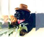 Puppy Cowboy Schnoodle (Miniature)