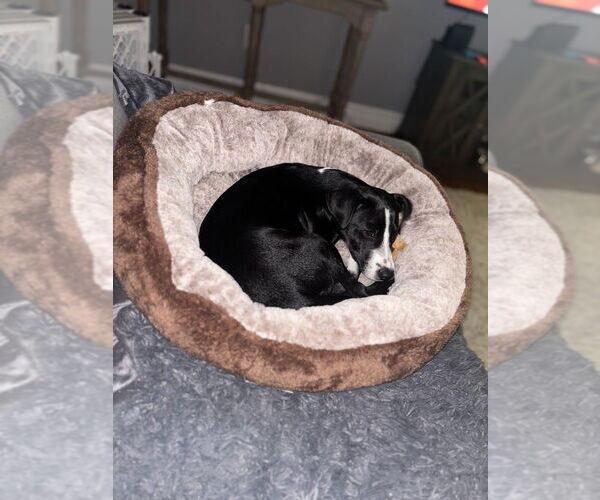 Medium Photo #9 Labbe Puppy For Sale in Brewster, NY, USA
