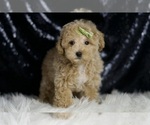 Puppy ASPEN Maltipoo (Miniature)