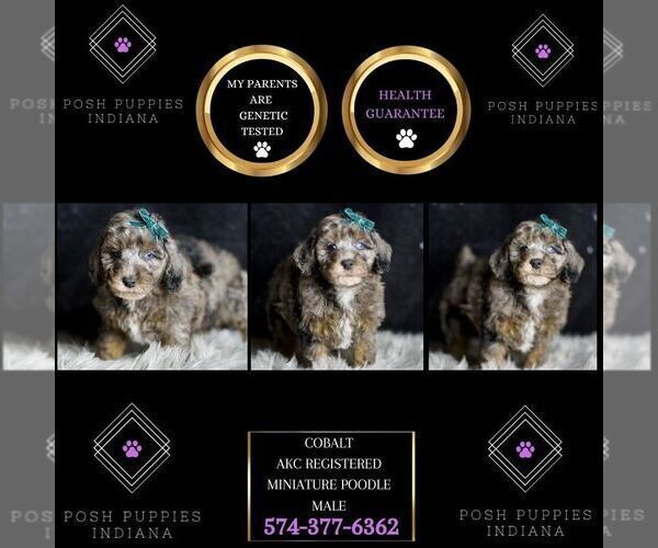 Medium Photo #6 Poodle (Toy) Puppy For Sale in WARSAW, IN, USA