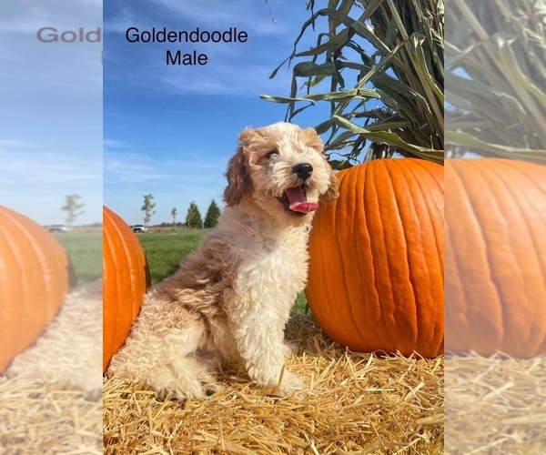 Medium Photo #7 Goldendoodle (Miniature) Puppy For Sale in CONVOY, OH, USA
