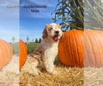 Small Photo #7 Goldendoodle (Miniature) Puppy For Sale in CONVOY, OH, USA