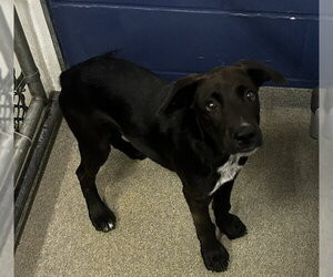 Labrador Retriever-Unknown Mix Dogs for adoption in Sterling, MA, USA