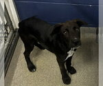 Small Labrador Retriever Mix