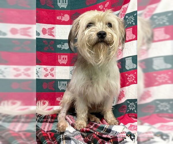 Medium Photo #2 Mutt Puppy For Sale in Wetumpka, AL, USA