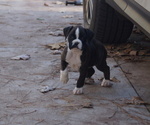 Puppy Bonnie Boxer