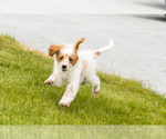Small #9 Goldendoodle (Miniature)