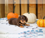 Puppy Chuckles Dachshund