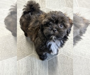 ShihPoo Puppy for Sale in SILEX, Missouri USA