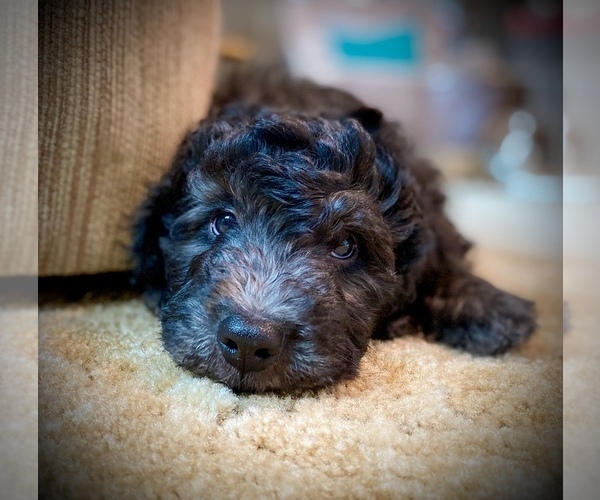Medium Photo #2 Bernedoodle Puppy For Sale in CHEYENNE, WY, USA
