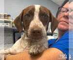 Small #1 Dachshund-Pointer Mix