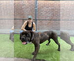 Small #4 Mastiff