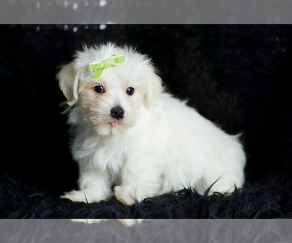 Medium Photo #92 Morkie Puppy For Sale in WARSAW, IN, USA