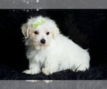 Small Photo #92 Morkie Puppy For Sale in WARSAW, IN, USA