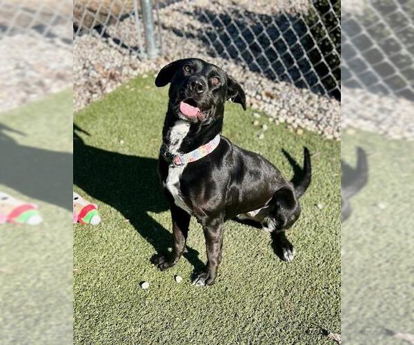 Medium Photo #1 Labrador Retriever-Unknown Mix Puppy For Sale in Newton, NC, USA