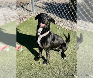 Labrador Retriever-Unknown Mix Dogs for adoption in Newton, NC, USA