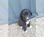 Small Photo #6 Saint Bernard Puppy For Sale in CRAIG, CO, USA