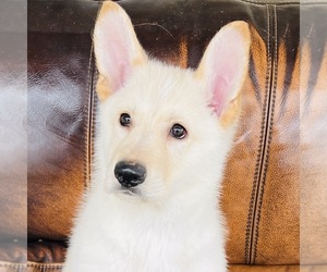German Shepherd Dog Puppy for sale in FRESNO, OH, USA