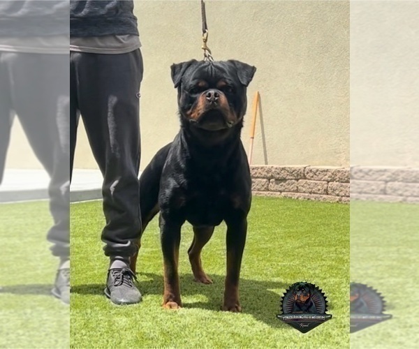 Medium Photo #1 Rottweiler Puppy For Sale in MENIFEE, CA, USA