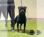 Small Photo #1 Rottweiler Puppy For Sale in MENIFEE, CA, USA