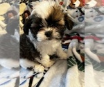 Small Photo #4 Shih Tzu Puppy For Sale in LEBANON, OR, USA