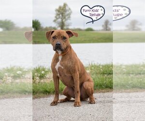 American Pit Bull Terrier-Retriever  Mix Dogs for adoption in Lee's Summit, MO, USA