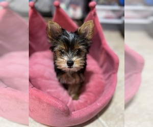 Yorkshire Terrier Puppy for sale in VALRICO, FL, USA