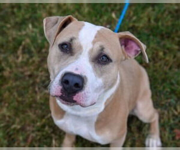 Medium Photo #5 American Pit Bull Terrier Puppy For Sale in Glen Allen, VA, USA