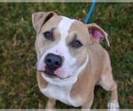 Small #4 American Pit Bull Terrier