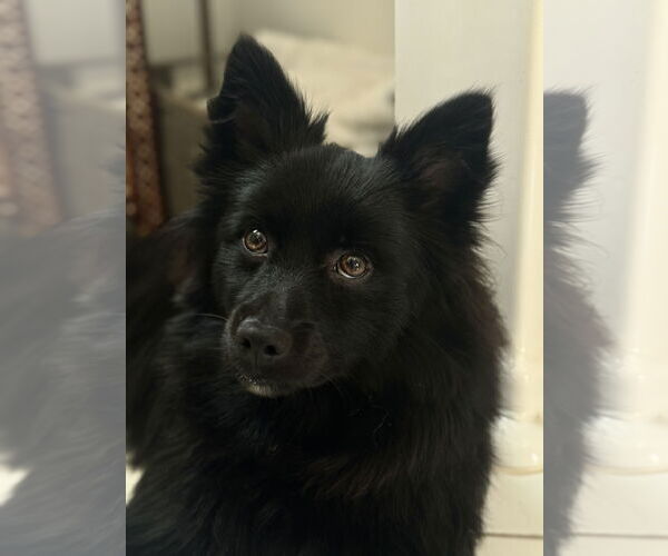 Medium Photo #1 Pomimo Puppy For Sale in Lake Elsinore, CA, USA