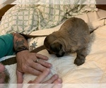 Small Photo #7 Maltipoo Puppy For Sale in WETUMPKA, AL, USA