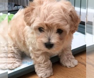 Maltese-Poodle (Standard) Mix Puppy for sale in RIVERSIDE, CA, USA