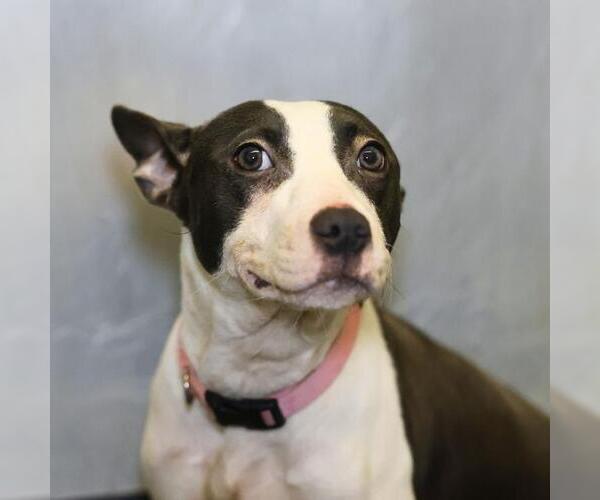 Medium Photo #1 American Staffordshire Terrier Puppy For Sale in San Antonio, TX, USA