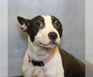 American Staffordshire Terrier Dogs for adoption in San Antonio, TX, USA