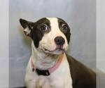 Small American Staffordshire Terrier