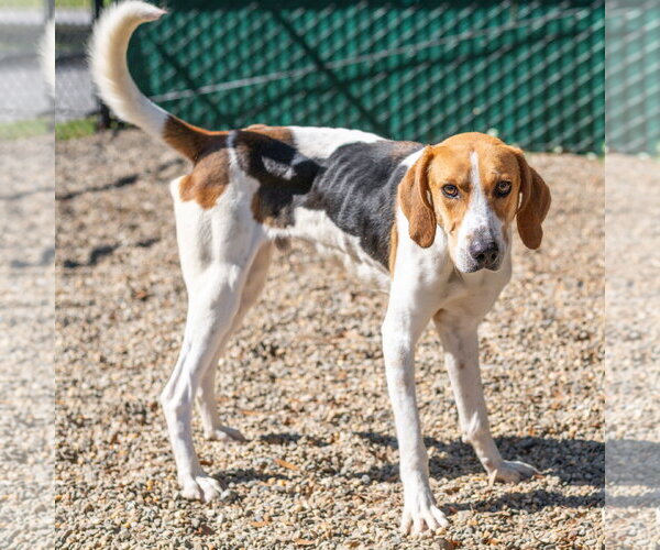Medium Photo #3 Mutt Puppy For Sale in Hilton Head, SC, USA