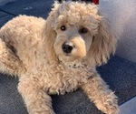 Small Photo #12 Goldendoodle (Miniature) Puppy For Sale in LINWOOD, MI, USA