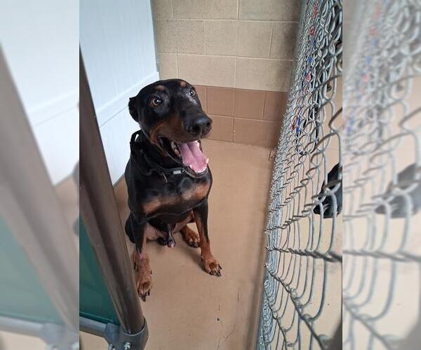 Medium Photo #1 Doberman Pinscher Puppy For Sale in Chula Vista, CA, USA