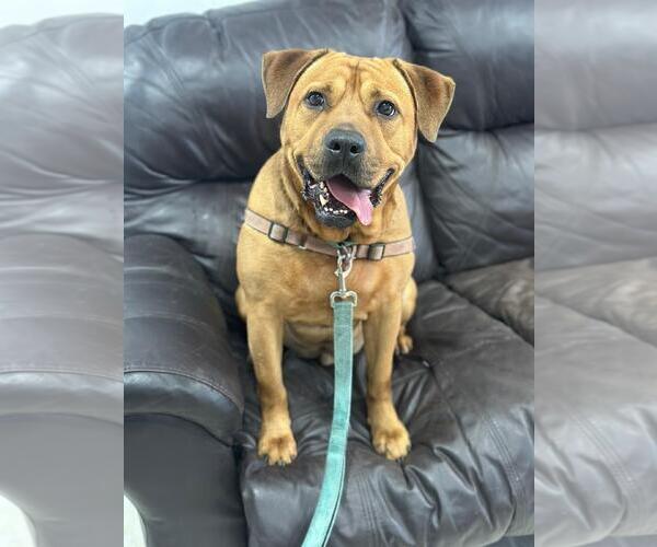 Medium Photo #11 Labrador Retriever-Unknown Mix Puppy For Sale in Pompano Beach , FL, USA