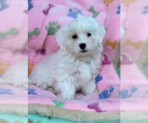 Maltipoo Puppy for sale in CHARLESTON, WV, USA