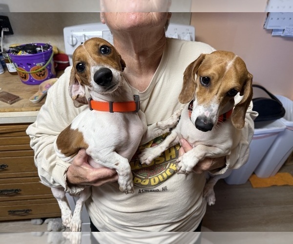 Medium Photo #1 Dachshund Puppy For Sale in ASHLAND, NE, USA