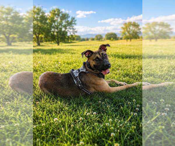 Medium Photo #1 American Pit Bull Terrier-Unknown Mix Puppy For Sale in MIDWAY, UT, USA