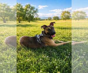 American Pit Bull Terrier-Unknown Mix Dogs for adoption in MIDWAY, UT, USA