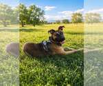 Small American Pit Bull Terrier Mix