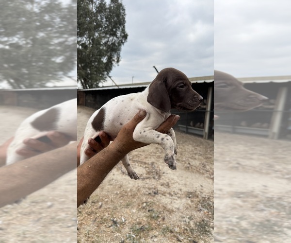 Medium Photo #3 German Shorthaired Pointer Puppy For Sale in SAN BERNARDINO, CA, USA