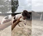 Small #2 German Shorthaired Pointer